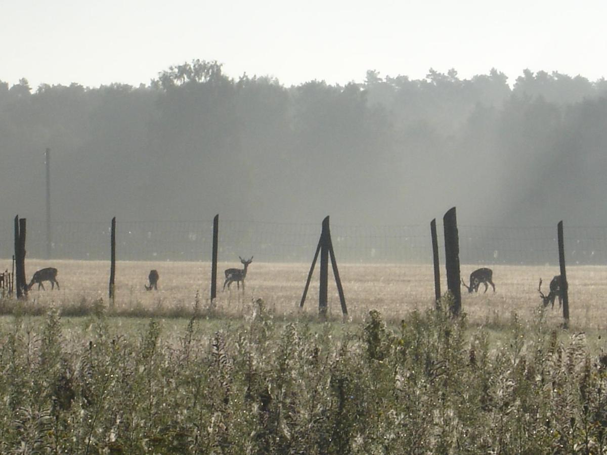 Ferienwohnung 1 Im Landhaus Am Wildpark Boek المظهر الخارجي الصورة
